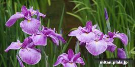 2022-06-01 皇居東御苑