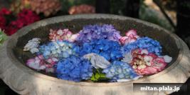 2022-06-04 横浜イングリッシュガーデン