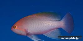 2022-09-23 けらま(海)