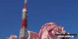 2022-11-19 芝公園、浜離宮恩賜庭園