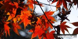 2022-12-11 新宿御苑