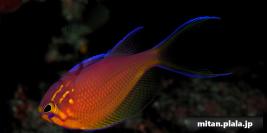 2022-12-26 けらま