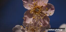 2023-02-11 梅ヶ丘