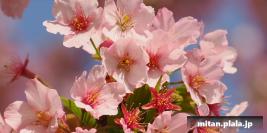 2023-03-11 多摩川