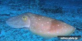 2023-03-18 けらま