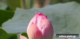 2023-06-17 水元公園