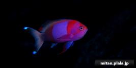 2023-12-23 けらま