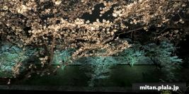 2024-04-05 千鳥ヶ淵の桜