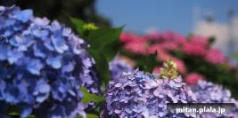 2024-06-01 横浜港開港祭