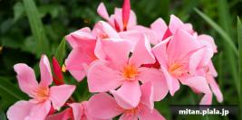 2024-06-17 みなとみらい