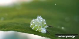 2025-03-15 けらま