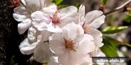 2025-04-06 西小山の桜